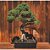 PÓ DE CASCA PINUS BONSAI ORQUIDEA FLORES 3 LITROS - Imagem 6