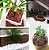 Casca de Pinus 40L M Semi-Polida - Imagem 3