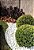 Casca de Pinus 40L P Premium - Imagem 2