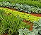 Adubo NPK 04-14-08 Plantas Crescimento Floração 1000g Gold Plant - Imagem 6