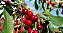 Adubo NPK 20-05-20 Crescimento Enraizamento Gramados e Frutiferas (12potesx200g) Gold Plant - Imagem 4