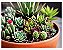 Adubo Cactos e Suculentas Fertilizante Crescimento (12potesx200g) Gold Plant - Imagem 5