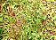 MATA FOLHAS FINAS TIRIRICA 100 ML - Imagem 3