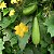 Semente Bucha Vegetal - Imagem 3