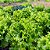 Semente Alface Crespa Verde - Imagem 3