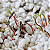 Perlita Expandida 50 litros Grow Cultivo Germinação Plantas Gold Plant - Imagem 3