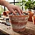 Perlita Expandida 50 litros Grow Cultivo Germinação Plantas Gold Plant - Imagem 4