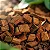 Substrato Chip de Coco para Orquideas e Plantas - Imagem 2