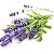 Semente Lavanda ou Alfazema - Imagem 6