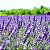 Semente Lavanda ou Alfazema - Imagem 2
