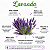 Semente Lavanda ou Alfazema - Imagem 3