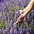 Semente Lavanda ou Alfazema - Imagem 5