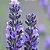 Semente Lavanda ou Alfazema - Imagem 4