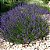 Semente Lavanda ou Alfazema - Imagem 7