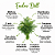 Semente Endro Dill ou Aneto - Imagem 2