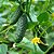 Semente Pepino Conserva - Imagem 3