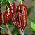 Semente Pimenta Chocolate - Imagem 2