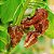 Semente Pimenta Chocolate - Imagem 4