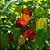 Semente Pimenta Habanero Vermelho - Imagem 3
