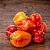 Semente Pimenta Habanero Vermelho - Imagem 4