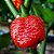 Semente Pimenta Moruga Red - Imagem 4