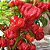 Semente Pimenta Moruga Red - Imagem 2