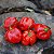 Semente Pimenta Moruga Red - Imagem 5