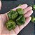 Semente Pimenta Trinidad Scorpion Oliva - Imagem 2