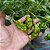 Semente Pimenta Trinidad Scorpion Oliva - Imagem 4