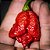Semente Pimenta Trinidad Scorpion Vermelha - Imagem 4