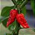 Semente Pimenta Trinidad Scorpion Vermelha - Imagem 2