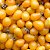 Semente Tomate Cereja Amarelo - Imagem 3