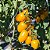 Semente Tomate Cereja Amarelo - Imagem 4