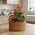 Vaso de Fibra de Coco Natural para Plantas - Imagem 2
