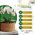Vaso de Fibra de Coco Natural para Plantas - Imagem 3
