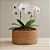 Vaso de Fibra de Coco Natural para Plantas - Imagem 5