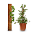Estaca de Fibra de Coco para Plantas - Imagem 1