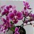 Adubo Orgânico Bokashi Orquídeas Gold Plant - Imagem 5
