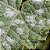 Fertilizante Dimy Cupro para Proteção de Plantas - Imagem 4