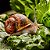 Lesmicida Dimy 50g contra Lesmas e Caracóis - Imagem 3