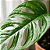 Dimy Óleo Vegetal proteção natural para plantas - Imagem 3