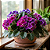 Adubo Pronto para Violetas Gold Plant - Imagem 4
