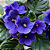 Adubo Pronto para Violetas Gold Plant - Imagem 3
