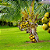 Adubo para Coqueiros Gold Plant - Imagem 4