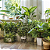 Adubo Fertilizante para Plantas Verdes Gold Plant - Imagem 2