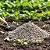 Adubo Fertilizante NPK 10-10-10 Gold Plant - Imagem 2