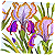 Guardanapo para Decoupage 33x33 Flores de Íris Germânica - Imagem 2