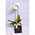 Orquídea em caixa box quadrada - Imagem 1