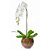 Orquídea phalaenopsis cascata cor branca - Imagem 1