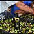 Azeite Extra Virgem Serra que Chora - 250ml (Arbequina) - Imagem 2